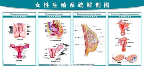 女人 身體|女性生殖系統